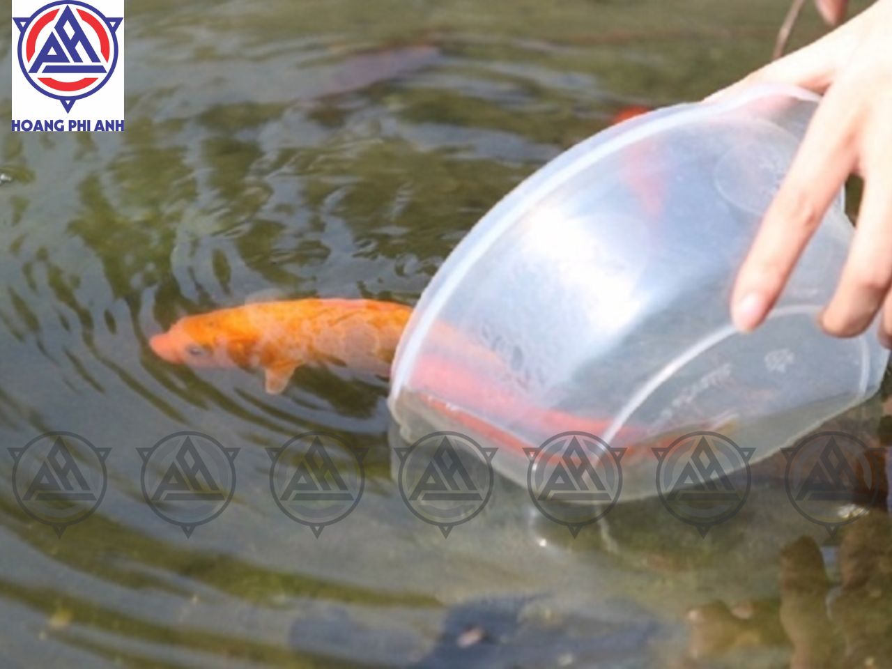 Cá Chép Trong Lễ Cúng Ông Táo